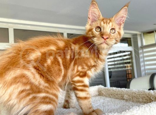 Safkan Maine Coon Yavruları görsel