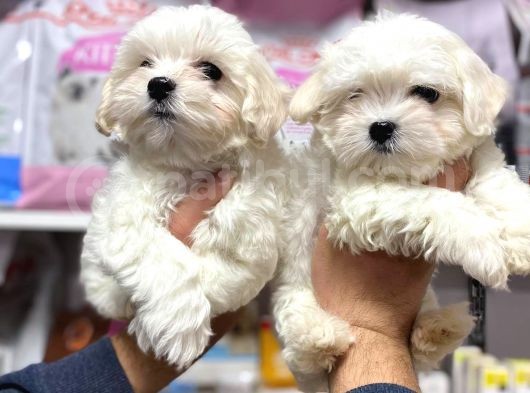 Bembeyaz  Gerçek Teacup Kore  Maltese Teri̇er Yavrularimiz görsel