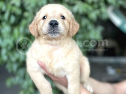 Golden Yavrularım Sağlık Ve Irk Garantilidir görsel