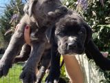 Cane Corso Blue Ve Siyah Yavrularım Sağlık Ve Irk Garantilidir