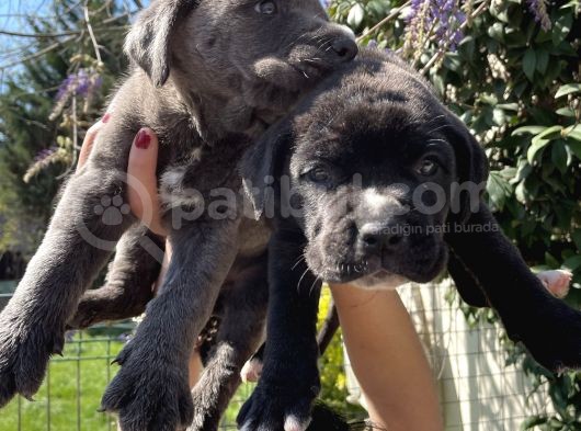 Cane Corso Blue Ve Siyah Yavrularım Sağlık Ve Irk Garantilidir görsel