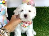 Kar Beyaz Mi̇ni̇ Boy Maltese Bebekleri̇mi̇z