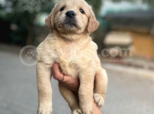 Golden Yavrularım Sağlık Ve Irk Garantilidir görsel