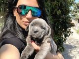 Cane corso blue ve siyah yavrularım sağlık ve ırk garantilidir