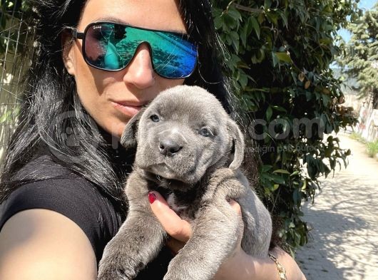 Cane Corso Blue Ve Siyah Yavrularım Sağlık Ve Irk Garantilidir
