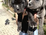 Cane Corso Blue Ve Siyah Yavrularım Sağlık Ve Irk Garantilidir