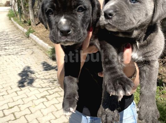 Cane Corso Blue Ve Siyah Yavrularım Sağlık Ve Irk Garantilidir görsel