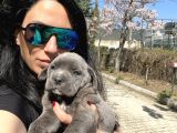 Cane Corso Blue Ve Siyah Yavrularım Sağlık Ve Irk Garantilidir