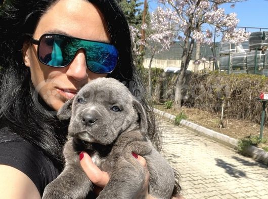 Cane Corso Blue Ve Siyah Yavrularım Sağlık Ve Irk Garantilidir görsel