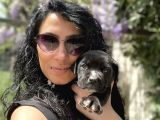 Cane Corso Blue Ve Siyah Yavrularım Sağlık Ve Irk Garantilidir