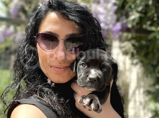 Cane Corso Blue Ve Siyah Yavrularım Sağlık Ve Irk Garantilidir görsel