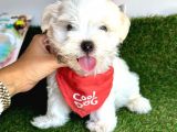 KAR BEYAZ MİNİ BOY MALTESE BEBEKLERİMİZ