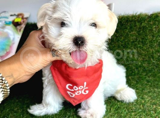 Kar Beyaz Mi̇ni̇ Boy Maltese Bebekleri̇mi̇z