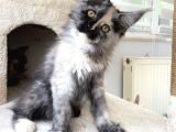 Safkan Maine Coon Yavruları
