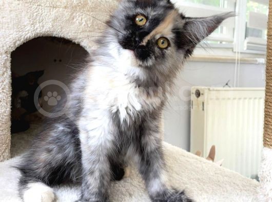 Safkan Maine Coon Yavruları görsel