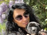 Cane Corso Blue Ve Siyah Yavrularım Sağlık Ve Irk Garantilidir