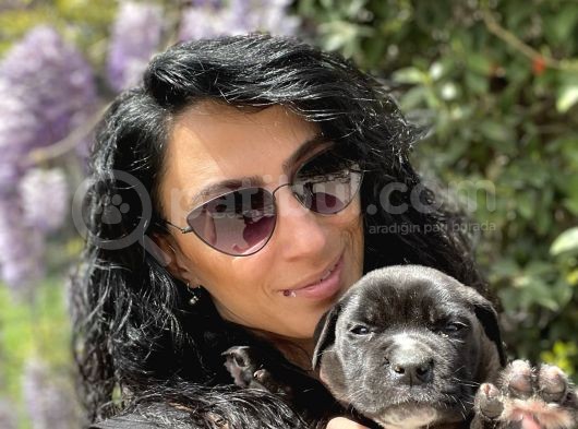 Cane Corso Blue Ve Siyah Yavrularım Sağlık Ve Irk Garantilidir görsel