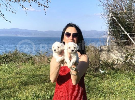 Maltese Yavrularım Sağlık Ve Irk Garantilidir görsel