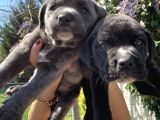 Cane Corso Blue Ve Siyah Yavrularım Sağlık Ve Irk Garantilidir