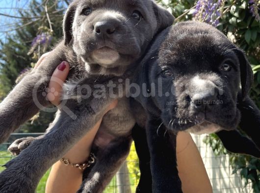 Cane Corso Blue Ve Siyah Yavrularım Sağlık Ve Irk Garantilidir görsel