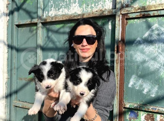 Border Colie Yayavrularım Sağlık Ve Irk Garsntilid görsel