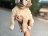 Golden Yavrularım Sağlık Ve Irk Garantilidir