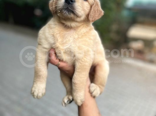 Golden Yavrularım Sağlık Ve Irk Garantilidir görsel