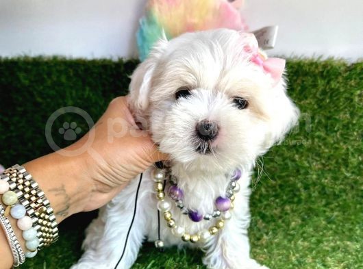 Baby Face Mi̇ni̇ Maltese Yavrularimiz görsel