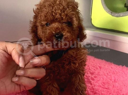 Kore Kani Curly Toy Poodle Yavrular görsel