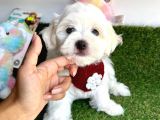 BABY FACE MİNİ MALTESE YAVRULARIMIZ
