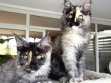 Safkan Maine Coon Yavruları
