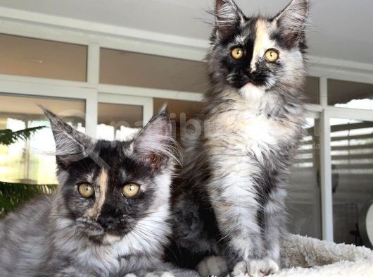 Safkan Maine Coon Yavruları görsel