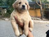 Golden Yavrularım Sağlık Ve Irk Garantilidir
