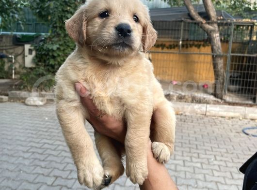 Golden Yavrularım Sağlık Ve Irk Garantilidir görsel