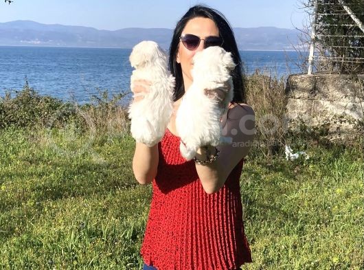 Maltese Yavrularım Sağlık Ve Irk Garantilidir görsel