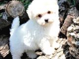 MALTESSE TERRİER  
