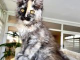 Safkan Maine Coon Yavruları