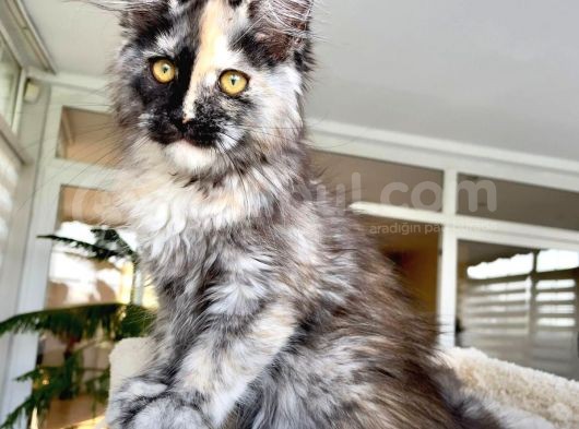 Safkan Maine Coon Yavruları görsel