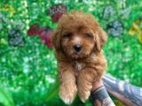 Maltipoo Yavrularımız Evinizin Neşesi Olacaktır