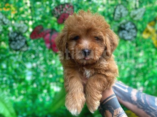 Maltipoo Yavrularımız Evinizin Neşesi Olacaktır
