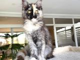 Safkan Maine Coon Yavruları