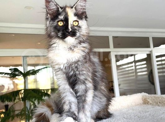 Safkan Maine Coon Yavruları görsel