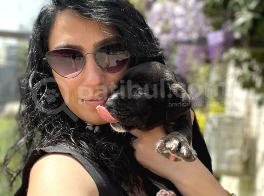 Cane Corso Blue Ve Siyah Yavrularım Sağlık Ve Irk Garantilidir görsel