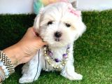 Kar Beyaz Mi̇ni̇ Boy Maltese Bebekleri̇mi̇z