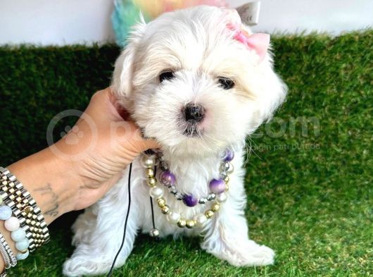 Kar Beyaz Mi̇ni̇ Boy Maltese Bebekleri̇mi̇z görsel