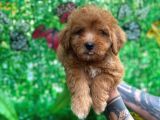 Maltipoo Yavrularımız Evinizin Neşesi Olacaktır