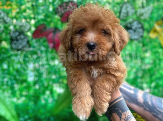 Maltipoo Yavrularımız Evinizin Neşesi Olacaktır görsel