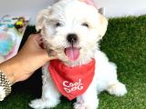 Kar Beyaz Mi̇ni̇ Boy Maltese Bebekleri̇mi̇z