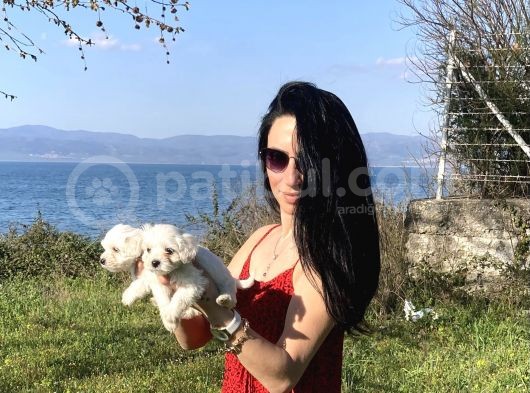 Maltese Yavrularım Sağlık Ve Irk Garantilidir görsel