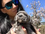 Cane Corso Blue Ve Siyah Yavrularım Sağlık Ve Irk Garantilidir